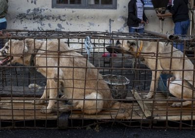 Dogs in cage meat market