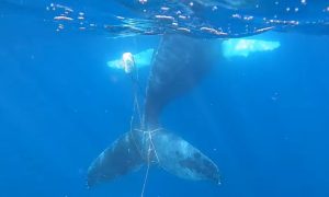 Whale Tangled in Rope