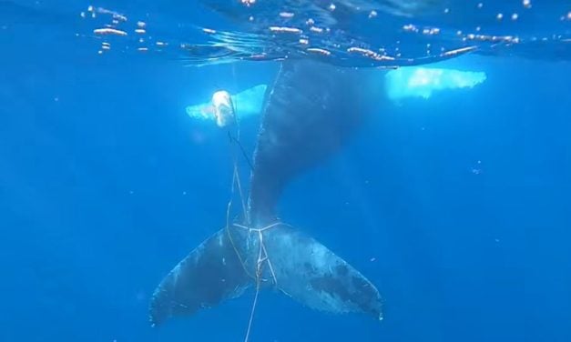 Exhausted Whale Finally Cut Free from Ocean Floor in Challenging Rescue Effort