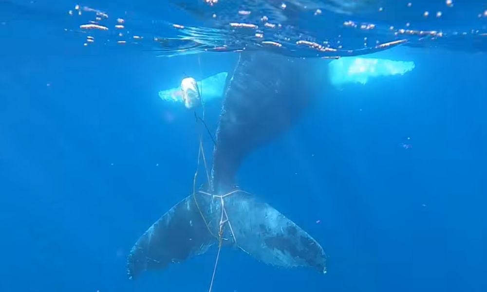 Exhausted Whale Finally Cut Free from Ocean Floor in Challenging Rescue Effort