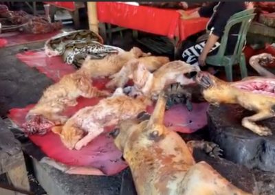 Bodies of Dogs, Cats, Pythons, and Other Animals Laid Out on Filthy Tables
