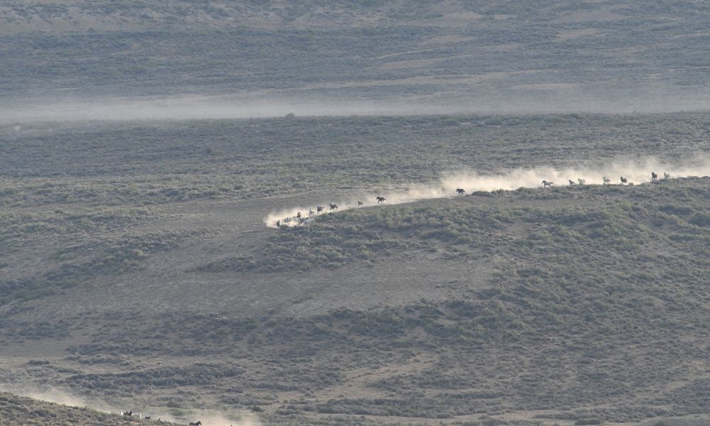 Dust-Filled Air From Frantic Horses