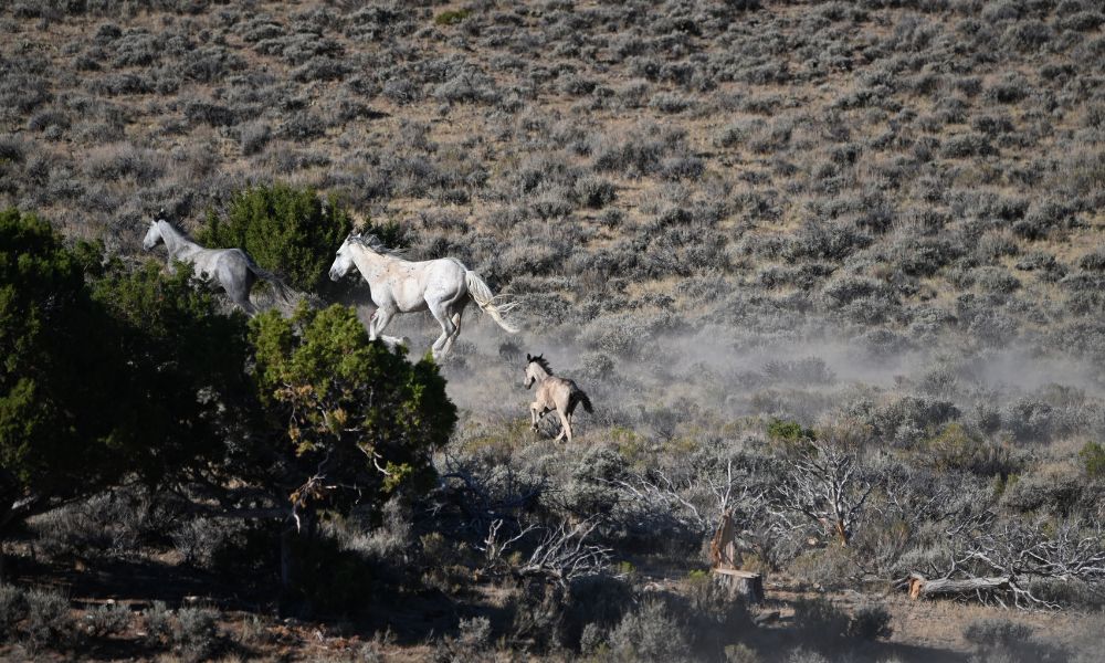 Foal Falling Behind at Wyoming BLM Gather