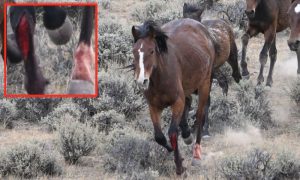 Horse With Laceration and Blood Covered Boot