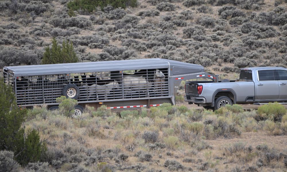 Horses in Tow-Away Trailer at Wyoming BLM Roundup