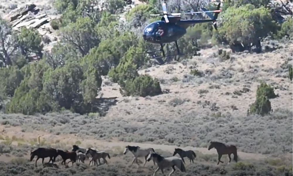 Low Flying Helicopters Hovered Above a Herd of Wild Horses