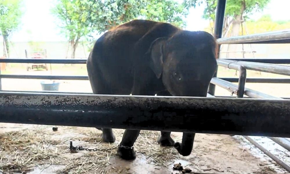 Baby elephant on tight chain