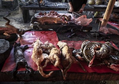 Cooked animals N Sulawesi Market