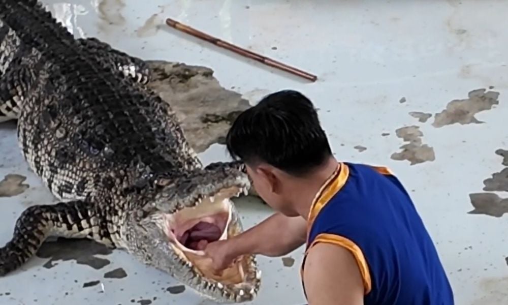 Handler shoving hand down crocodile's throat