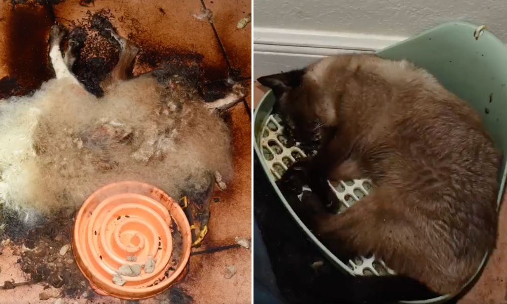 Decomposing dog and cat