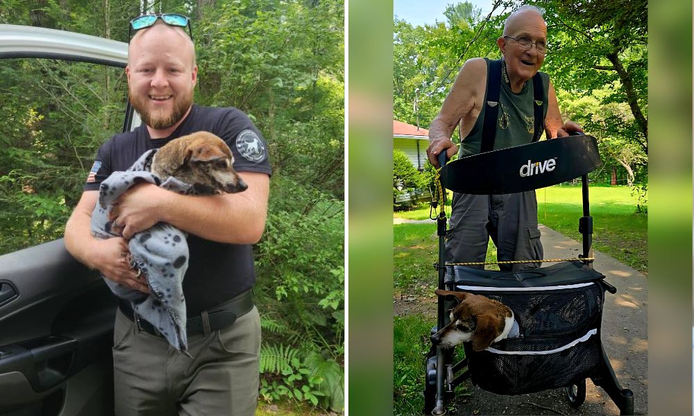 Dog rescued from swamp