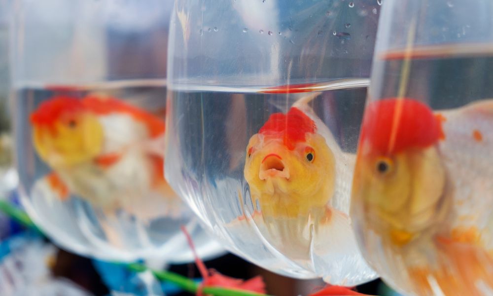 Fish in plastic bags