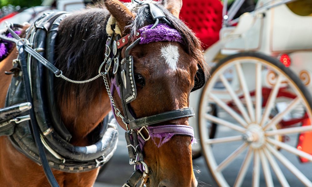 Horse-drawn carriage