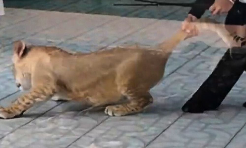 Liger pulled by tail