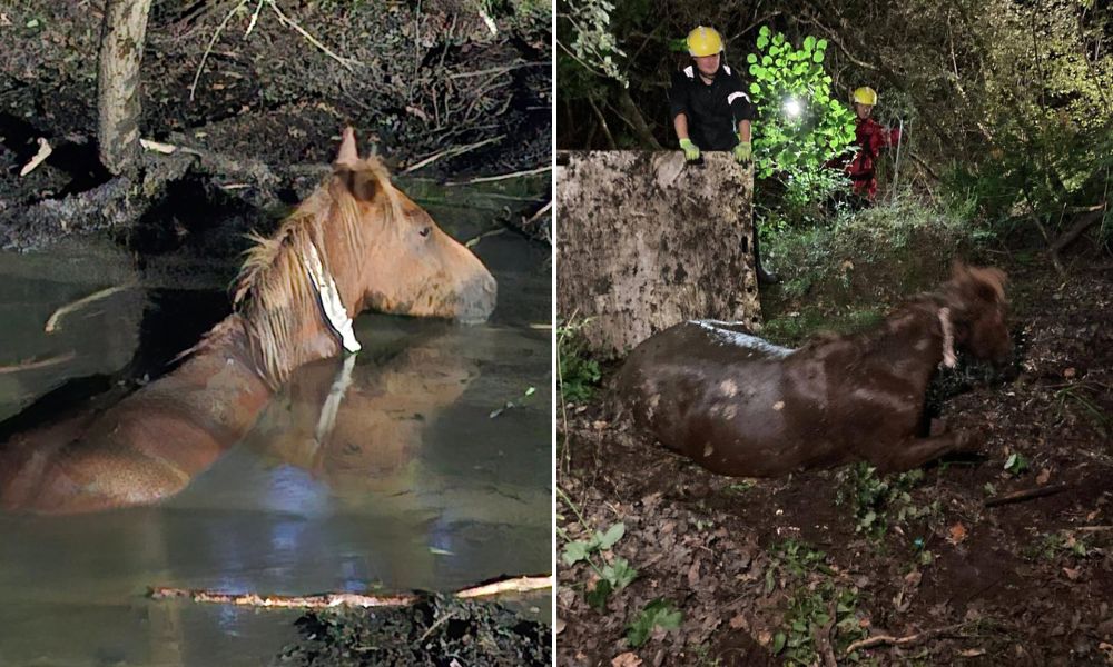 Pony rescue before and after