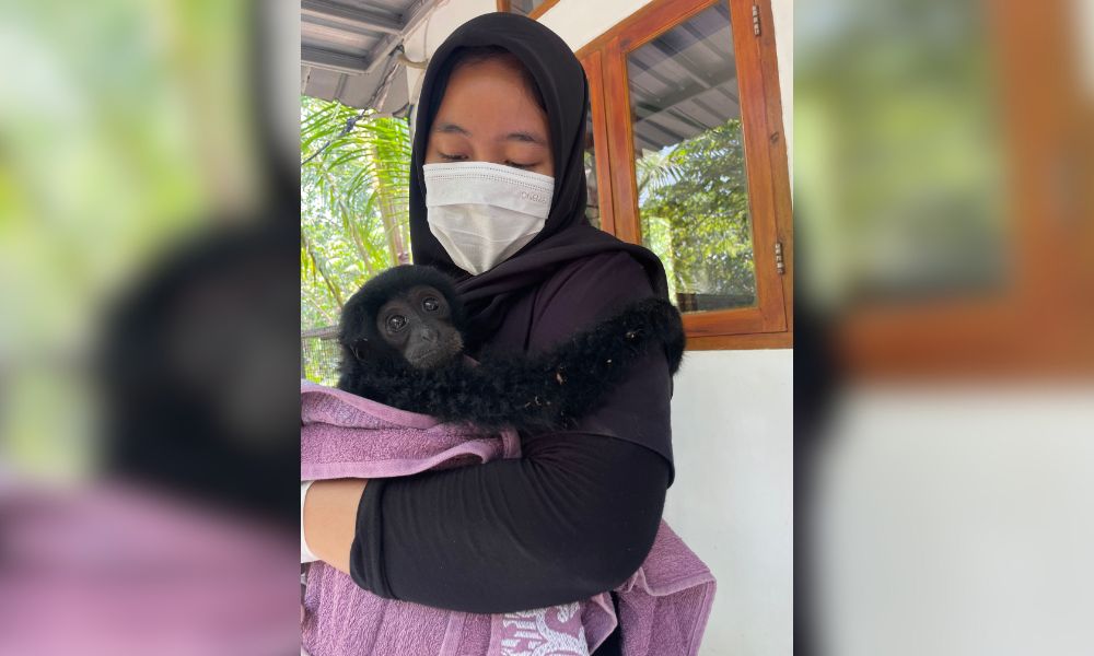 Rescued gibbon with caregiver