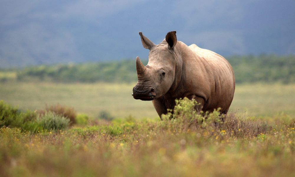 Rhino in a field