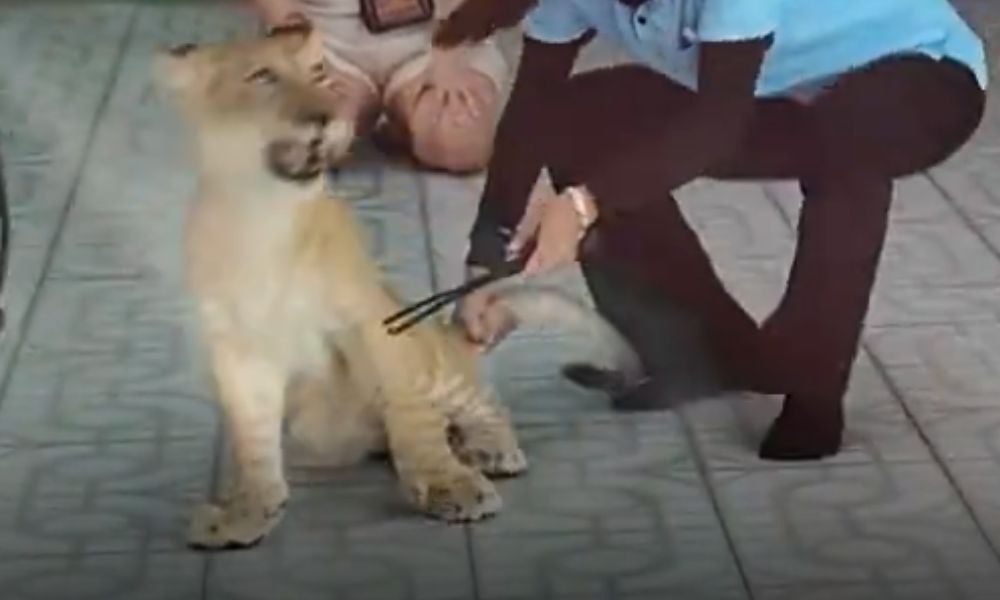 Baby liger having tail pulled by handler