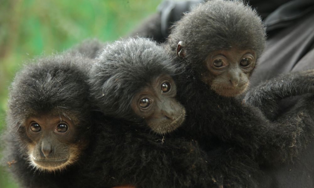 Three Rescued Gibbons