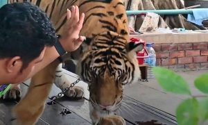 Tiger being threatened by handler