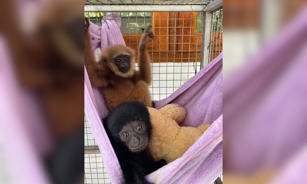 Two gibbons in hammock
