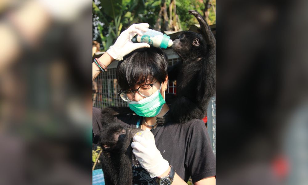 Two rescued gibbons and caregiver