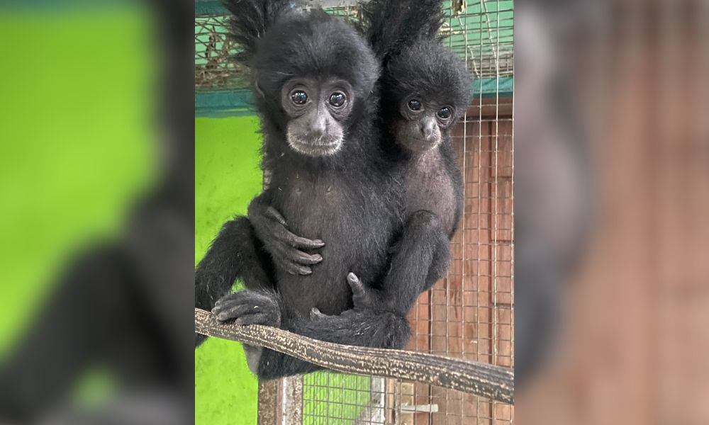 Two Rescued Gibbons