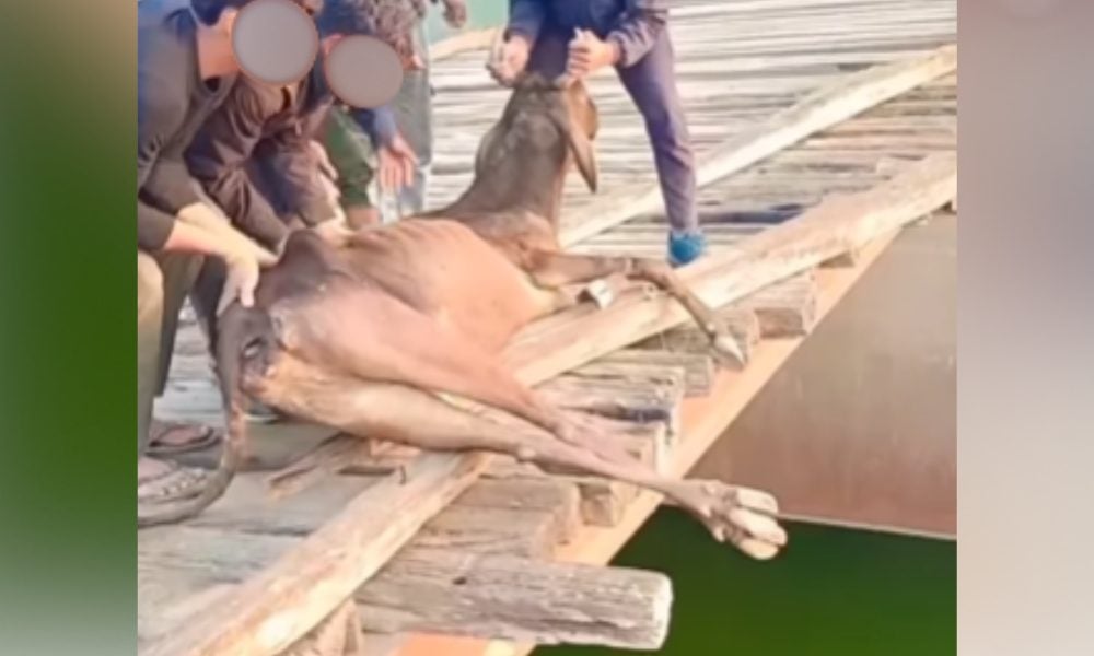 Men push a cow into a river