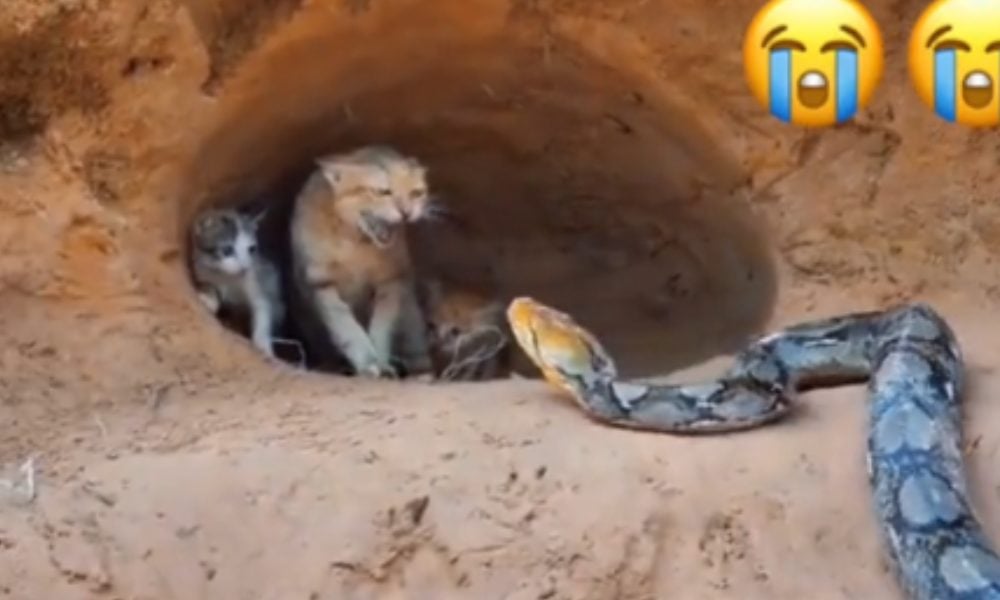 A mother cat and her kittens are approached by a snake