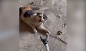 A terrified cat is approached by a man with a prod