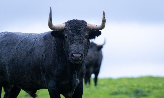 Victory! Colombia Upholds Bullfighting Ban, Outlaws Cockfighting and Other Blood Sports