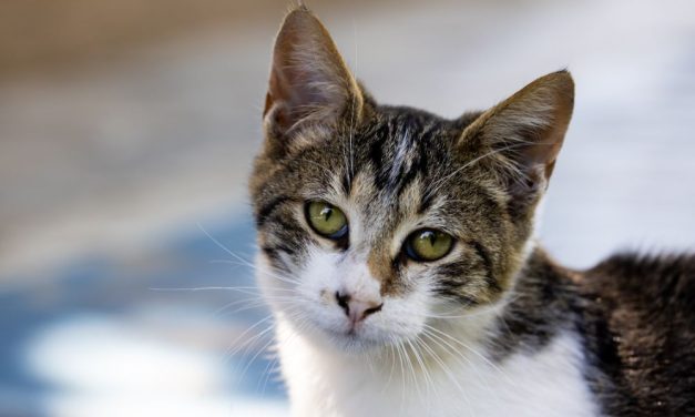 Animal Cruelty Task Force Launched in California to Focus on ‘Crush’ Videos & Other Abuse