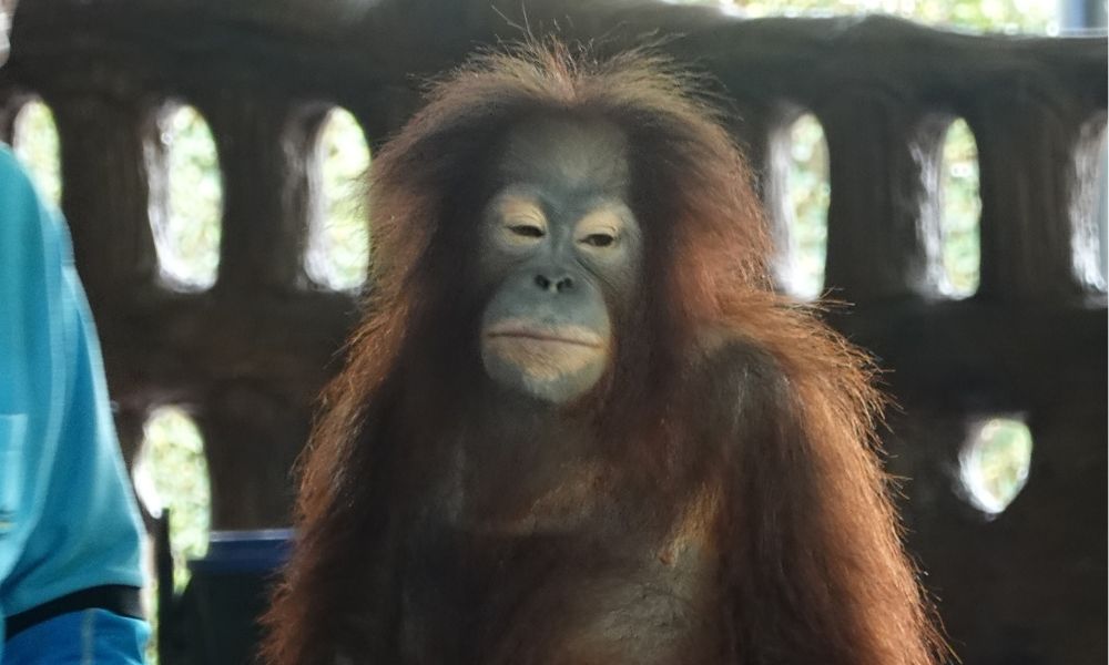 orangutan paraded around before children