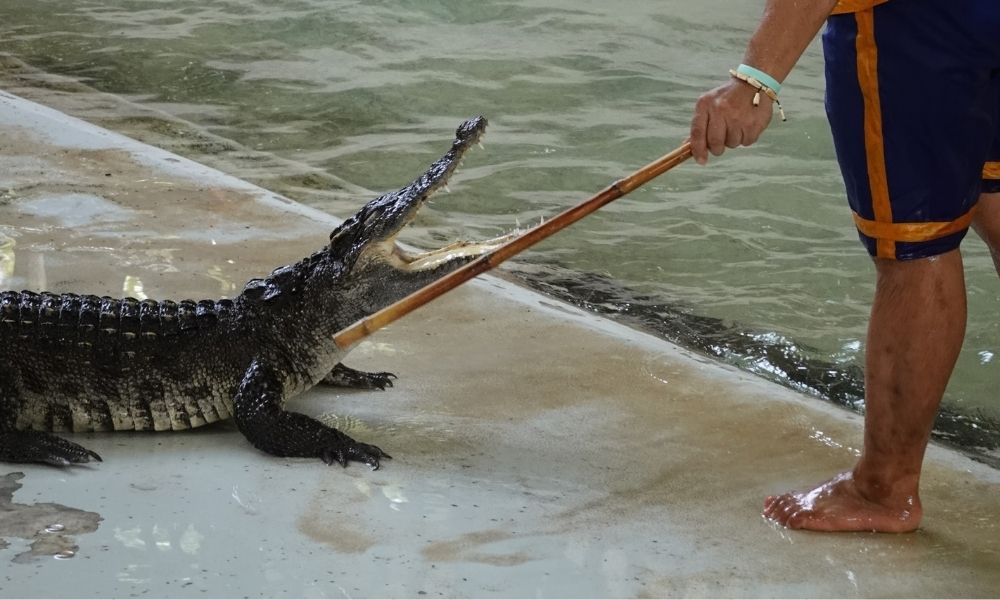 crocodile struck with stick