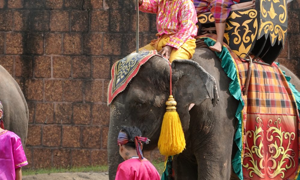 elephant ridden and exploited