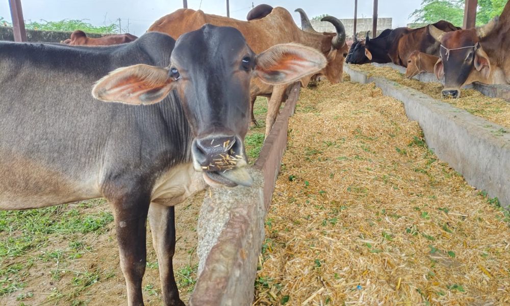 Cows in new shelter