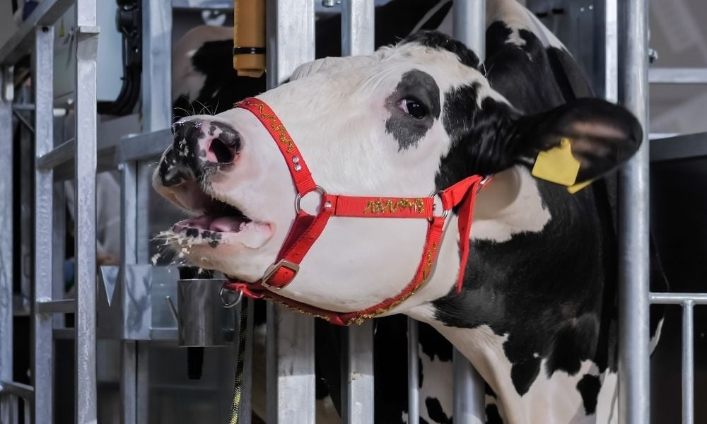 A dairy cow behind an iron grate on a dairy farm.