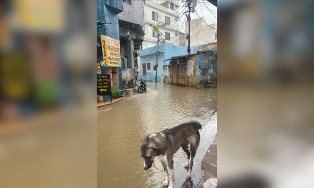 Lady Freethinker Helps Give Vulnerable Street Animals in India a Second Chance