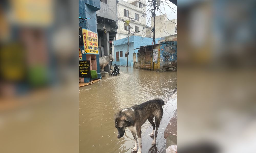 Dog and cow in flooded street