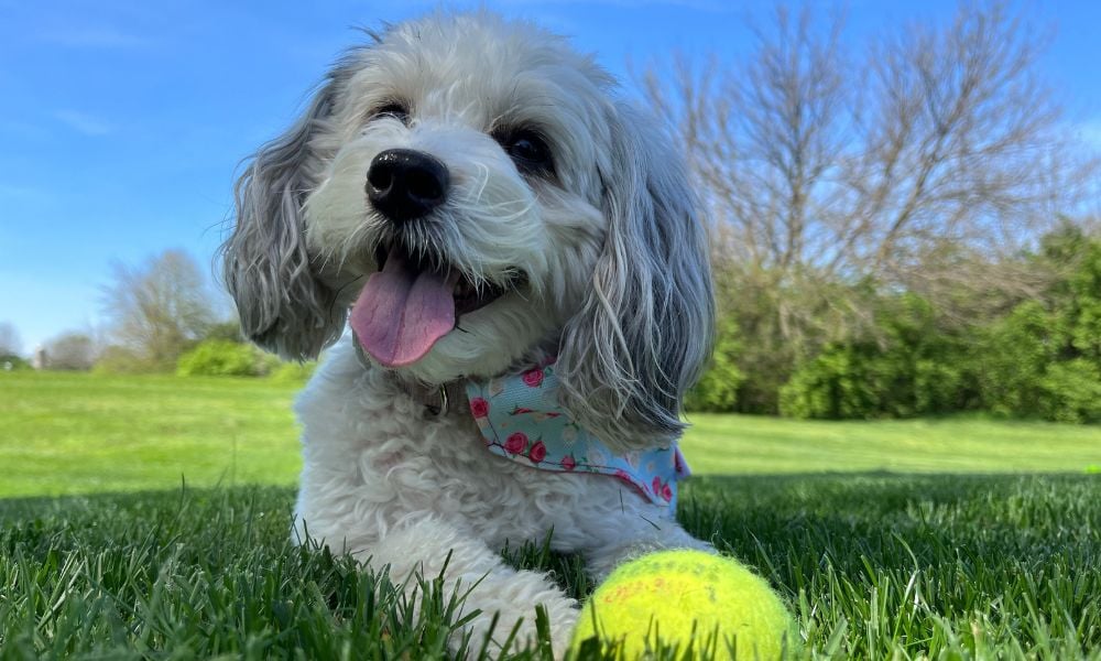 Dog lying on grass next to tennis ball
