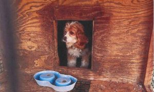 A dog sits alone in a wooden enclosure with its food and water bowls upside down