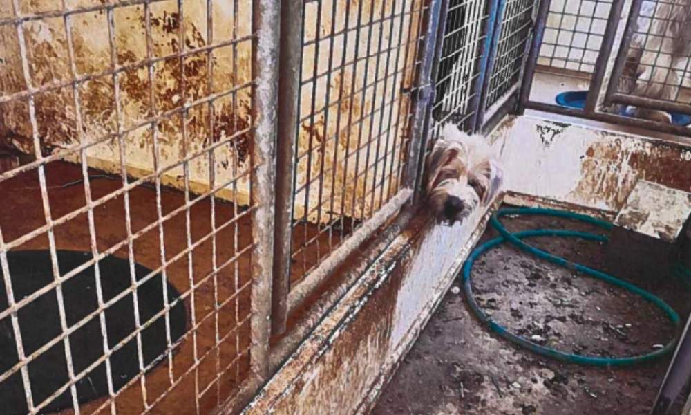 A dog sticks its head out of a filthy metal cell.