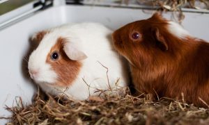Guinea pigs