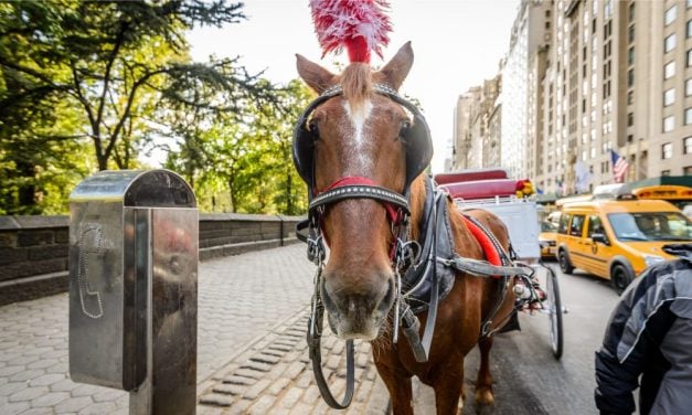 NYC Mayor Joins Push to Ban Horse-Drawn Carriages, Signs Executive Order