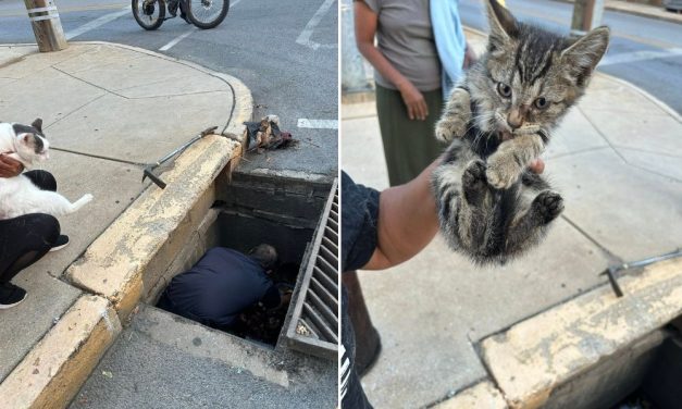Firefighters and Cat Team Up to Rescue Kitten Stuck in Storm Drain