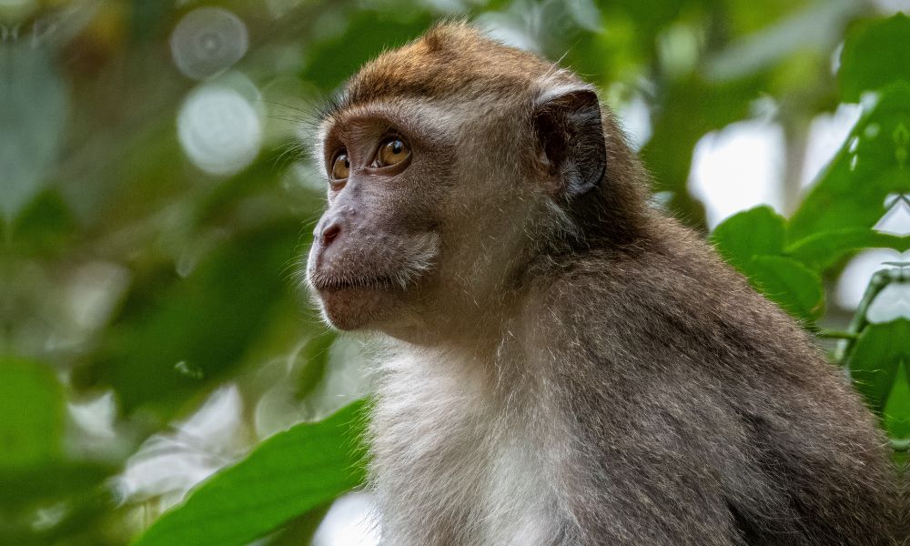 Long-tailed macaque