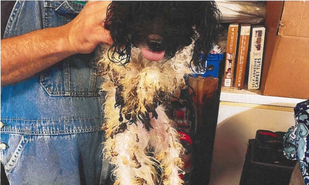 A matted and filthy dog