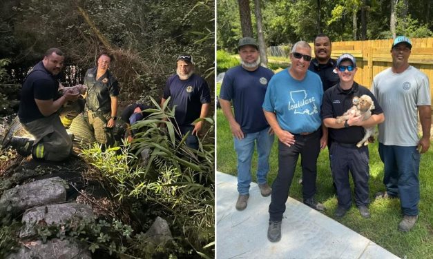 Rescuers Brave Drainage Tunnels to Save Deaf, Blind Dog Trapped for 30 Hours