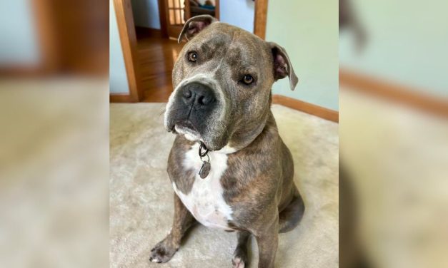 Cooperative Dog Leads Officer to His Leash Amid Rescue From House Fire