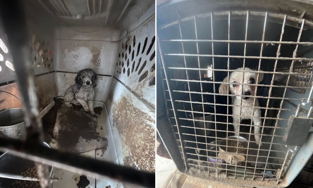 Puppies in filthy crates